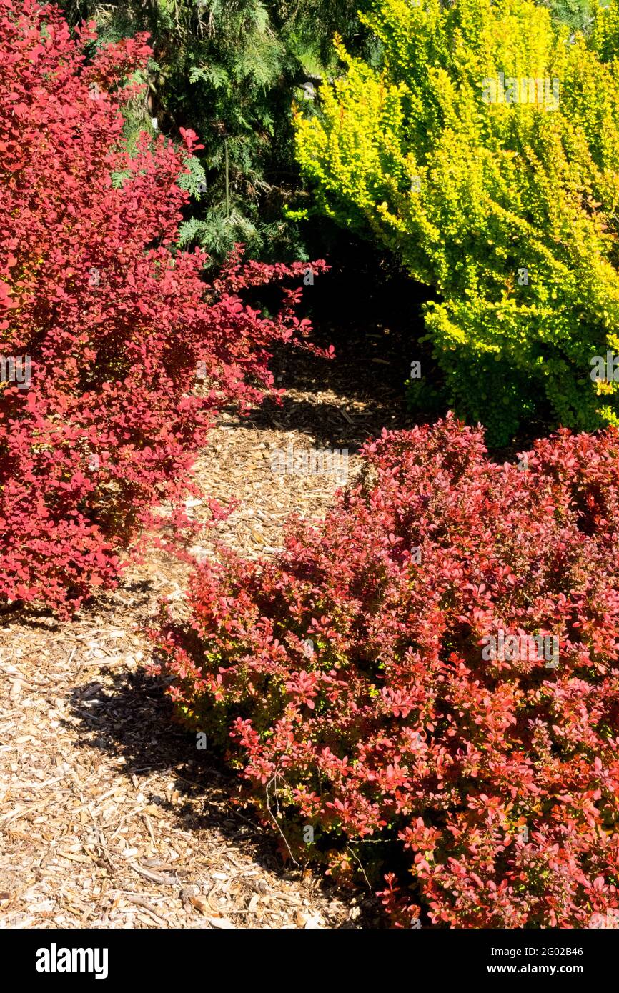 Giapponese Barberry Berberis ammirazione Berberis Orange Rocket Berberis Golden Rocket arbusti di molla Foto Stock
