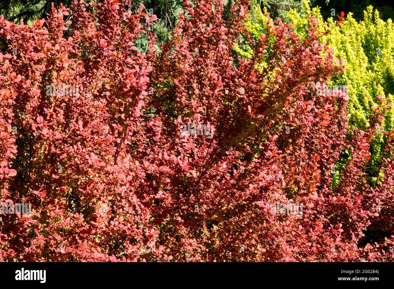 Berberis thunbergii razzo arancione Barberry giapponese Foto Stock
