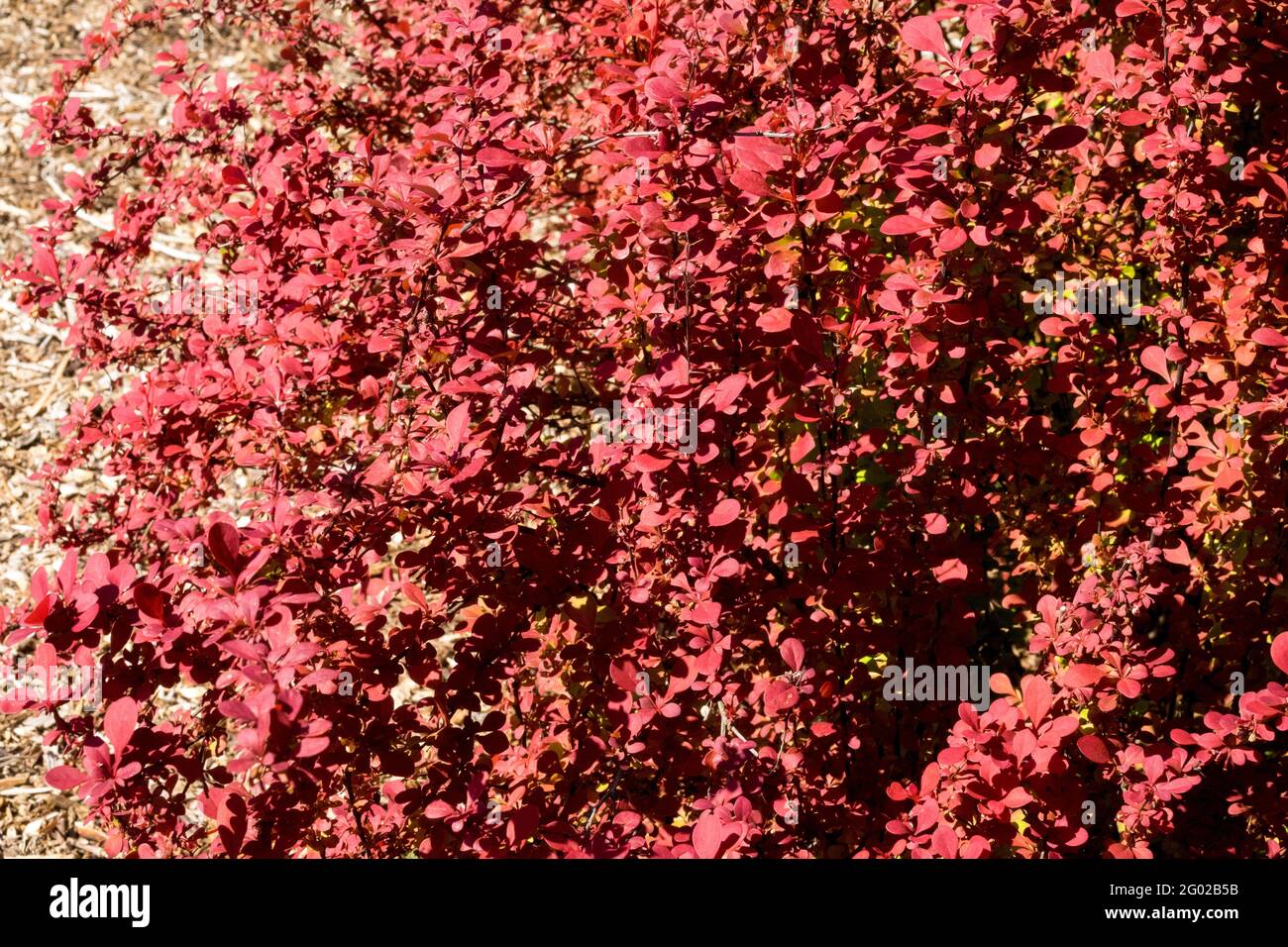 Berberis Arancio Rocket Giapponese Barberry Foliage Foto Stock