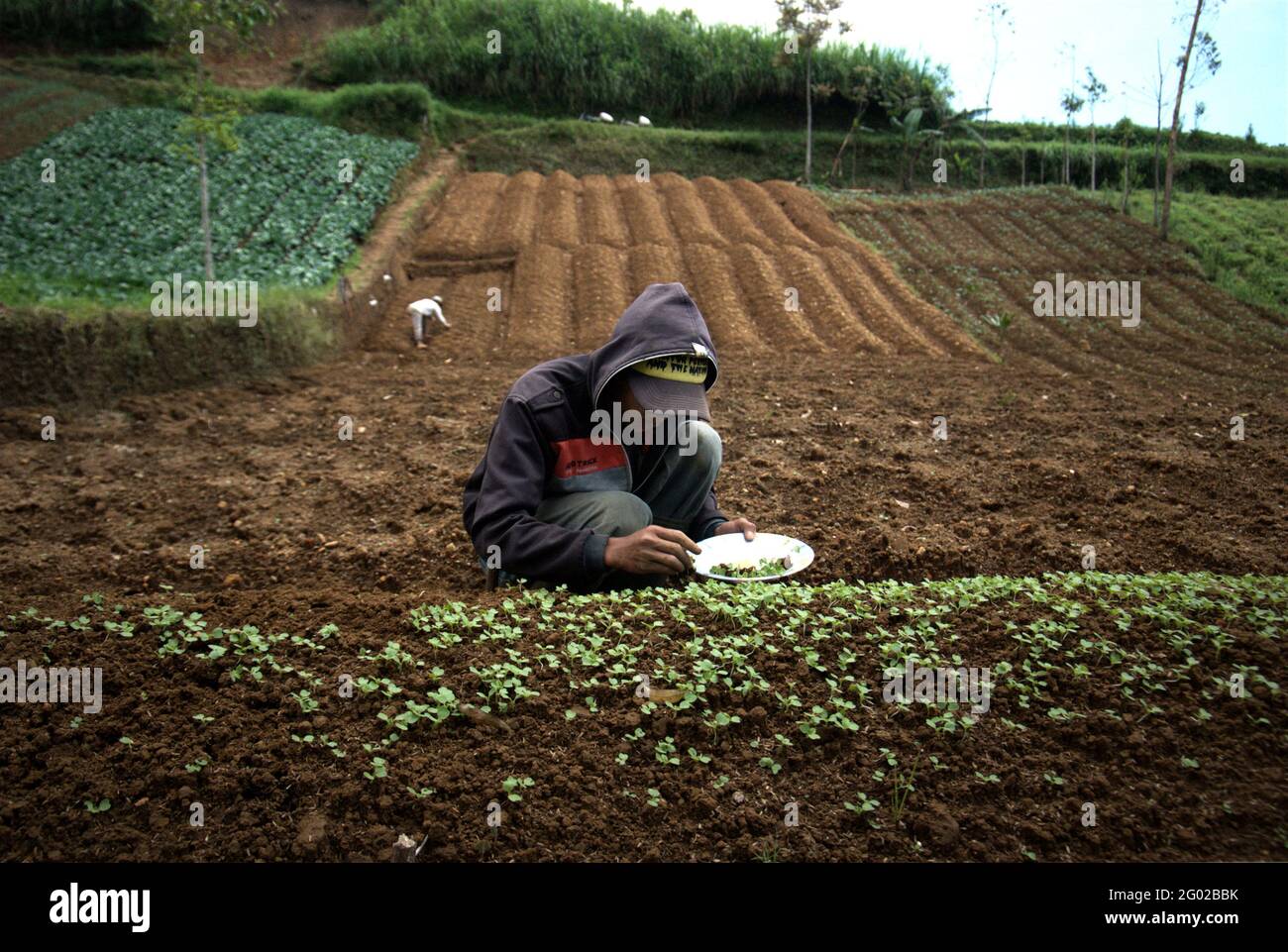 Un agricoltore che lavora in campo agricolo a Pacet, Cianjur, Giava Occidentale, Indonesia. Il calore dovrebbe influenzare la salute e la produttività del settore agricolo indonesiano, secondo una valutazione scientifica del 2021 incentrata sul rischio climatico, pubblicata dal Gruppo della Banca Mondiale e dalla Banca Asiatica di sviluppo. Foto Stock
