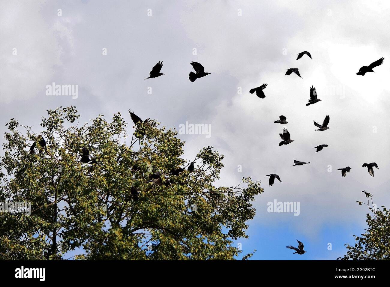 Gruppo di corvi che girovagano nei rami di un albero Foto Stock