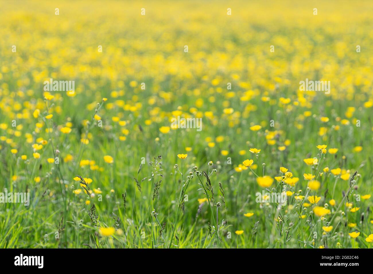 Una fotografia a cornice completa di un campo di buttercups sopra una giornata di sole primavera Foto Stock