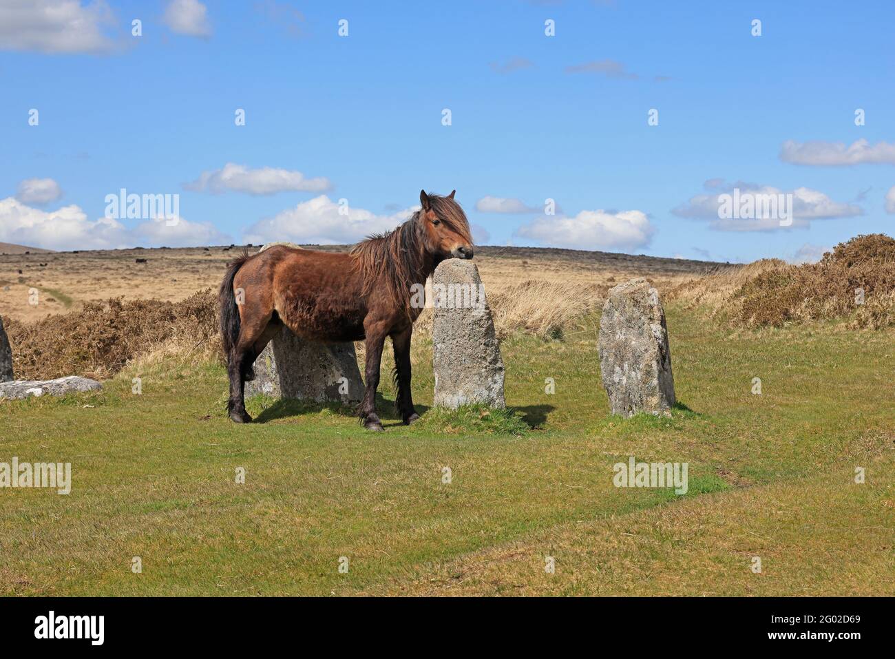 Dartmoor Pony sfregando su una pietra a Scorhill Stone Circle Dartmoor Regno Unito Foto Stock
