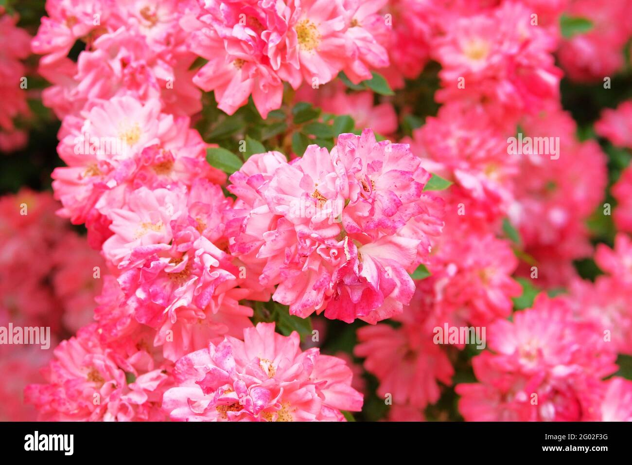 Roses Bush in estate mattina giardino su luminoso sfondo giorno d'estate. Campi di Damascena rosa. Primo piano. Foto Stock