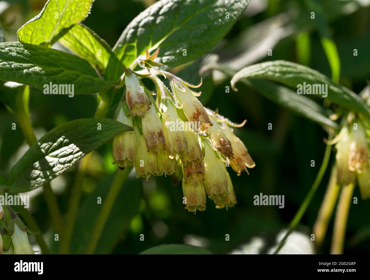 Una pianta usata a lungo nei farmaci tradizionali, Common o Quakers Comfrey è una pianta di boschi umidi e il bordo delle acque. Foto Stock