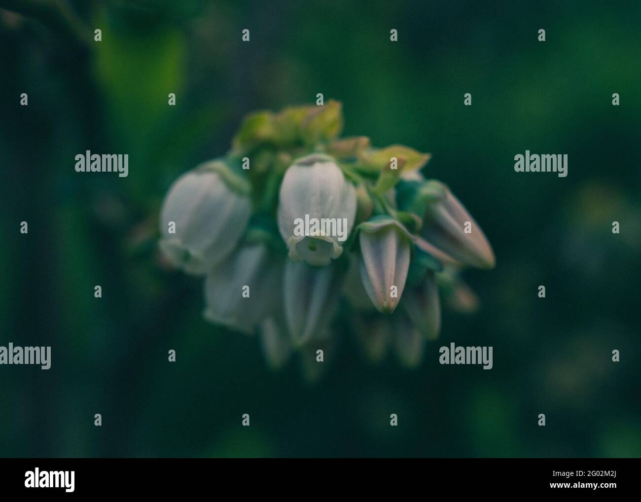 Mazzo di fiori di mirtillo su sfondo scuro e sfocato Foto Stock