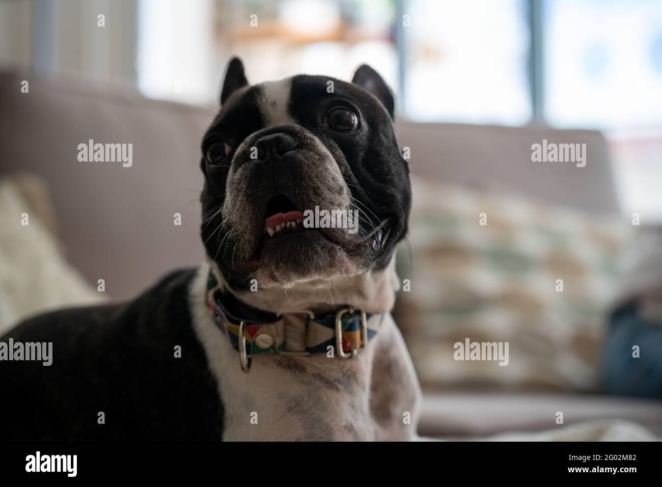 Closeup di una faccia di bulldog francese bianco-nero con bocca aperta Foto Stock