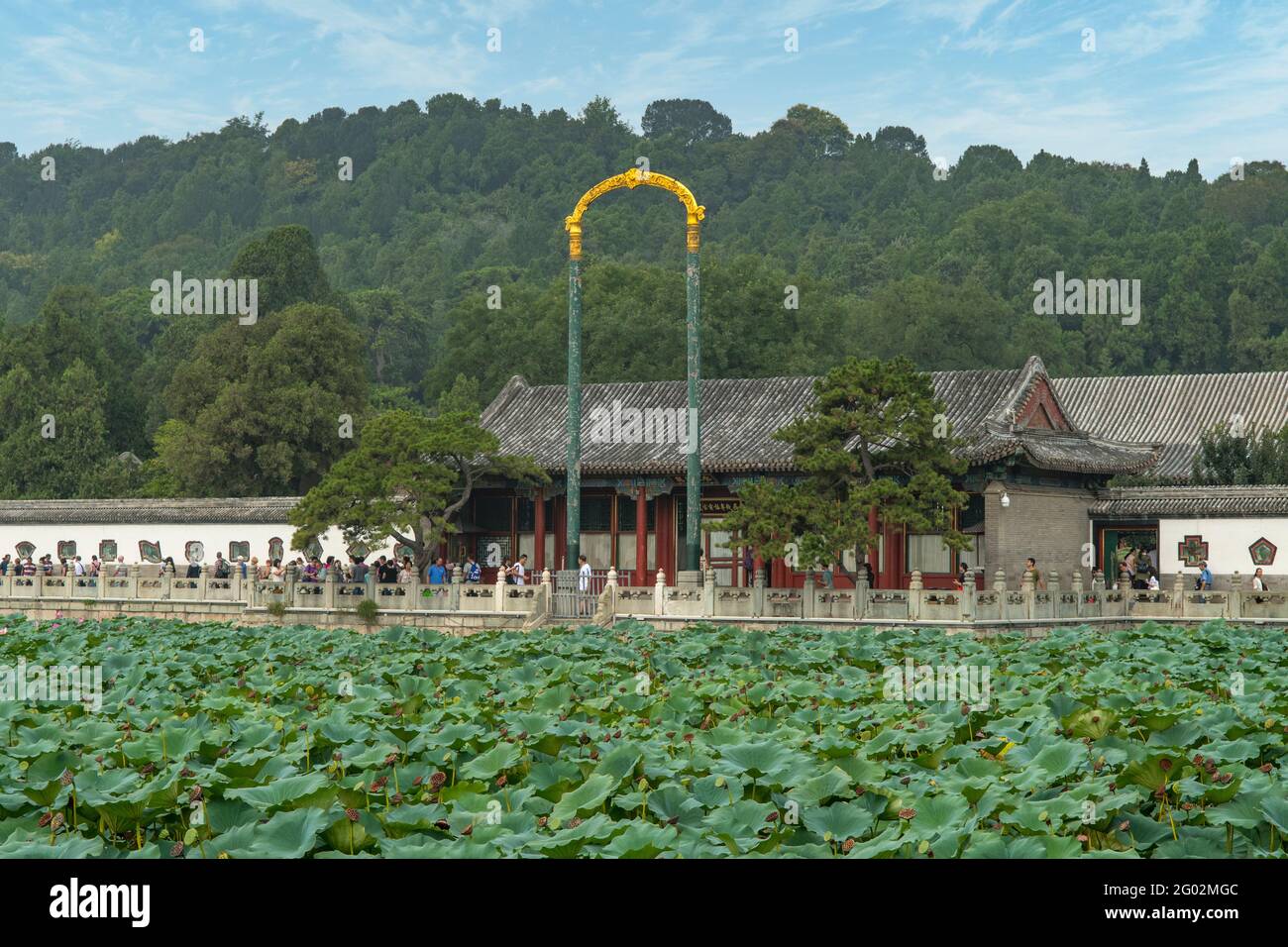 Fiori di loto, Palazzo d'Estate, Pechino, Cina Foto Stock