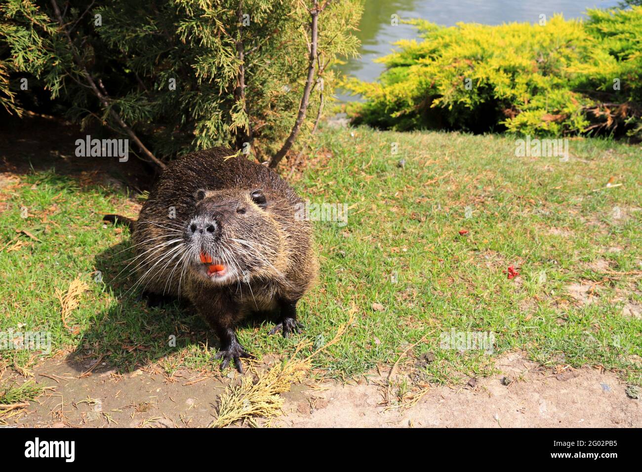 Nutria con lunga pelliccia nera, lontra, castoro di palude mangiano carote vicino al fiume. Acqua ratto, muskrat siede nel parco, zoo, foresta in estate. Foto Stock