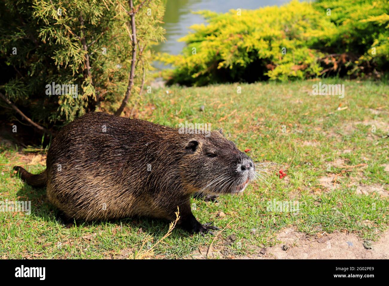 Nutria con lunga pelliccia nera, lontra, castoro di palude mangiano carote vicino al fiume. Acqua ratto, muskrat siede nel parco, zoo, foresta in estate. Foto Stock