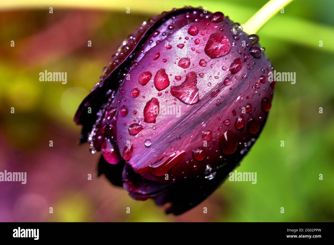 Fiore di un tulipano viola scuro con gocce di pioggia della notte, ritagliato su sfondo sfocato Foto Stock