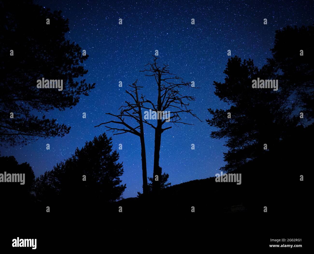 L'albero emblematico di Pi de les Tres Branques (pino con tre rami) di notte con la Via Lattea (Berguedà, Barcellona, Catalogna, Spagna) Foto Stock