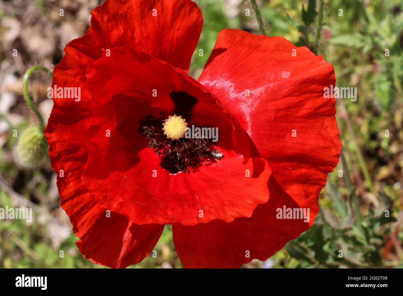 Papavero rosso in campagna, ambiente naturale Foto Stock