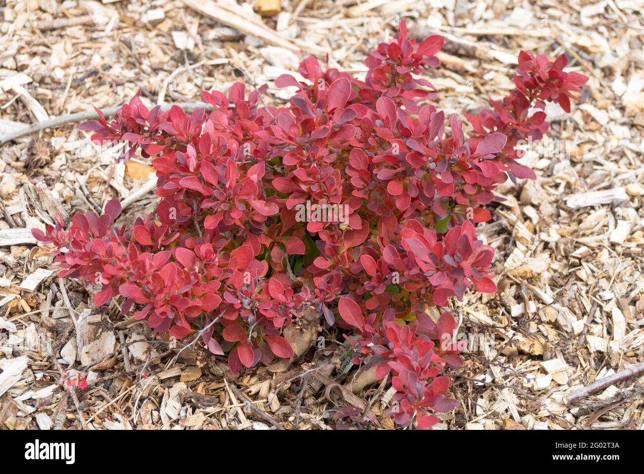 Berberis Fire Ball Berberis thunbergii Fire Ball arbusto di barberry giapponese Molla Foto Stock