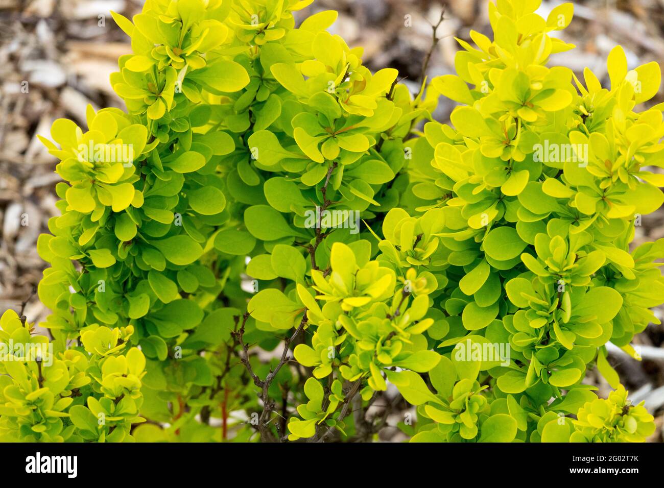 Berberis Torch d'oro Barberry giapponese Golden Foliage arbusto foglie di primavera Foto Stock