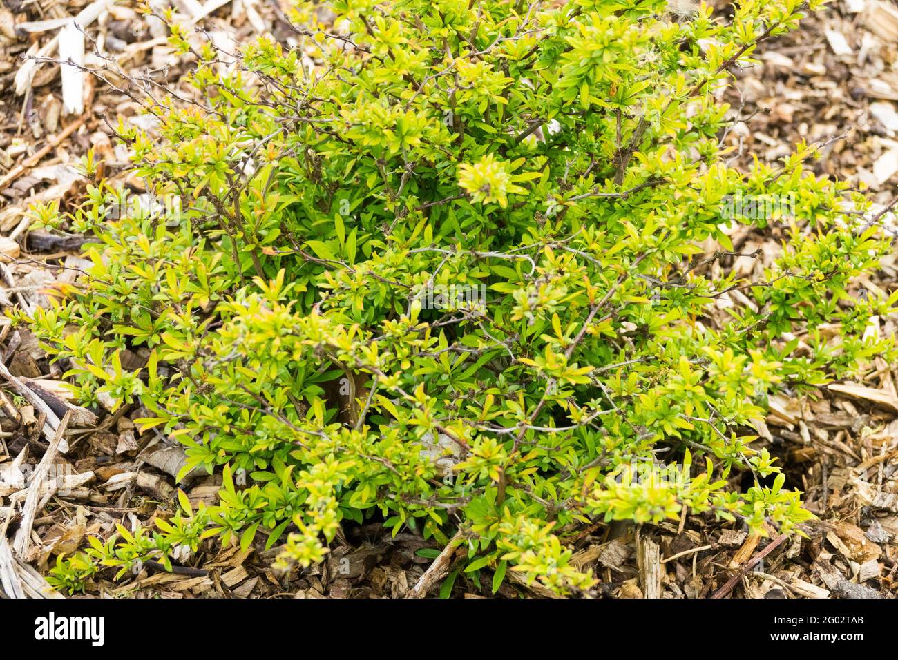 Berberis Golden Dream Giapponese Barberry Primavera arbusto Foliage Foto Stock