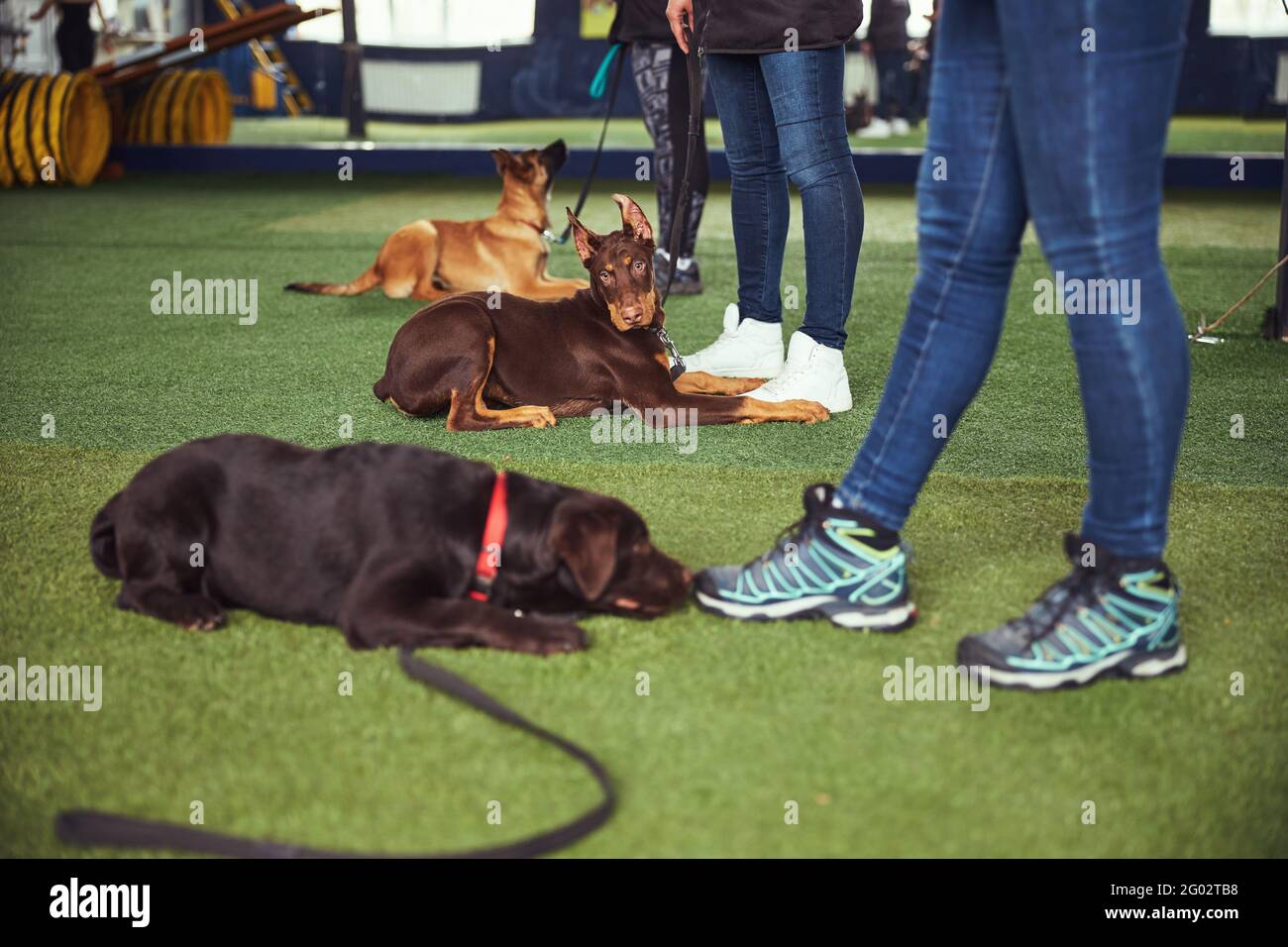 Tre cani addestrati da operatori professionisti Foto Stock