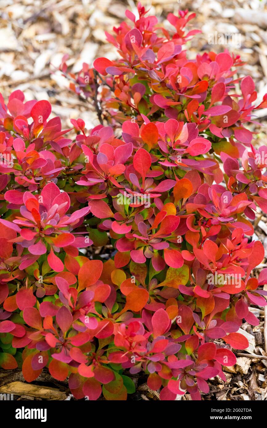 Berberis Ruby Star Primavera arbusto Foliage foglie rosse Barberry giapponese Foto Stock