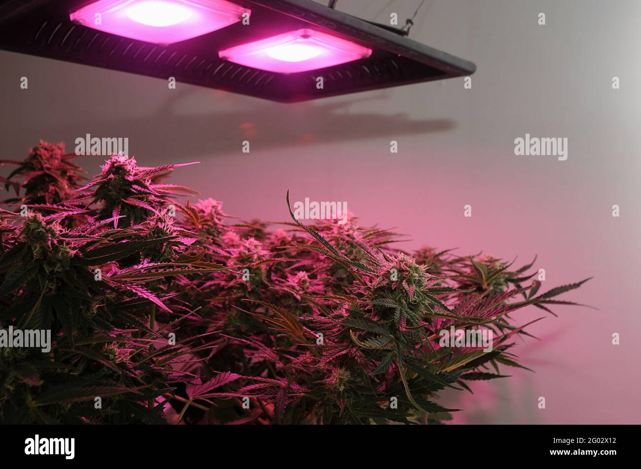 Cespuglio di cannabis in scatola di crescita con lampada di fito LED. Lussureggiante arbusto di marijuana su sfondo bianco. Il neon rosa si illumina. Industria di canna. Crescita interna. Foto Stock