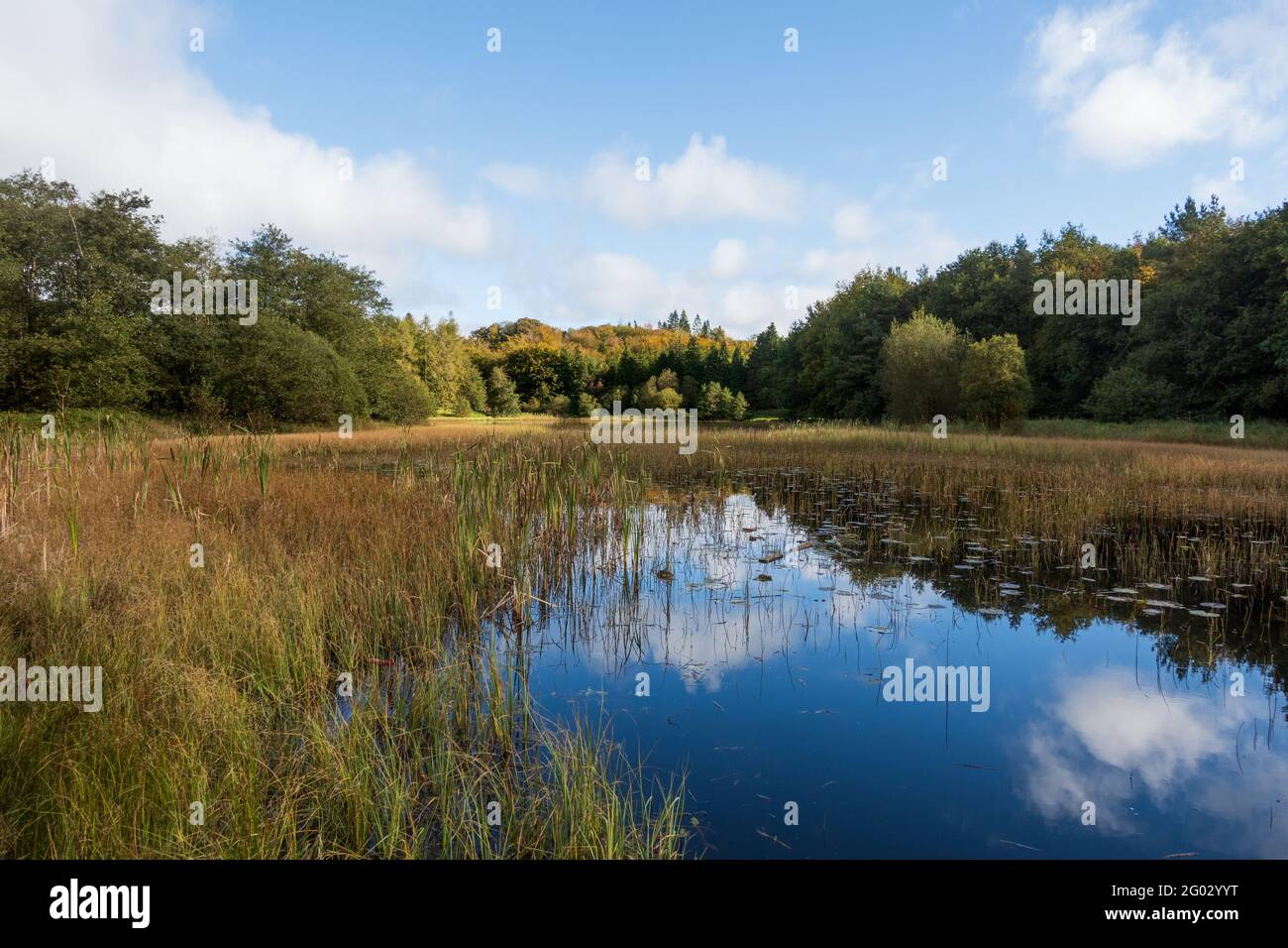 Lago di Barn Hill nel parco forestale di Rossmore, nella contea di Monaghan, Irealnd nella stagione autunnale Foto Stock