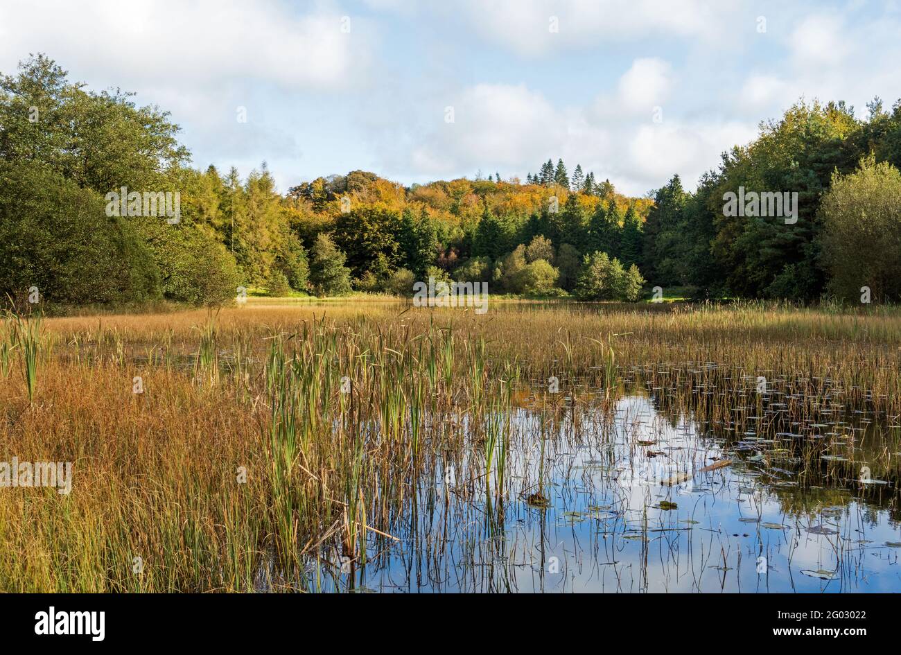 Lago di Barn Hill nel parco forestale di Rossmore, nella contea di Monaghan, Irealnd nella stagione autunnale Foto Stock