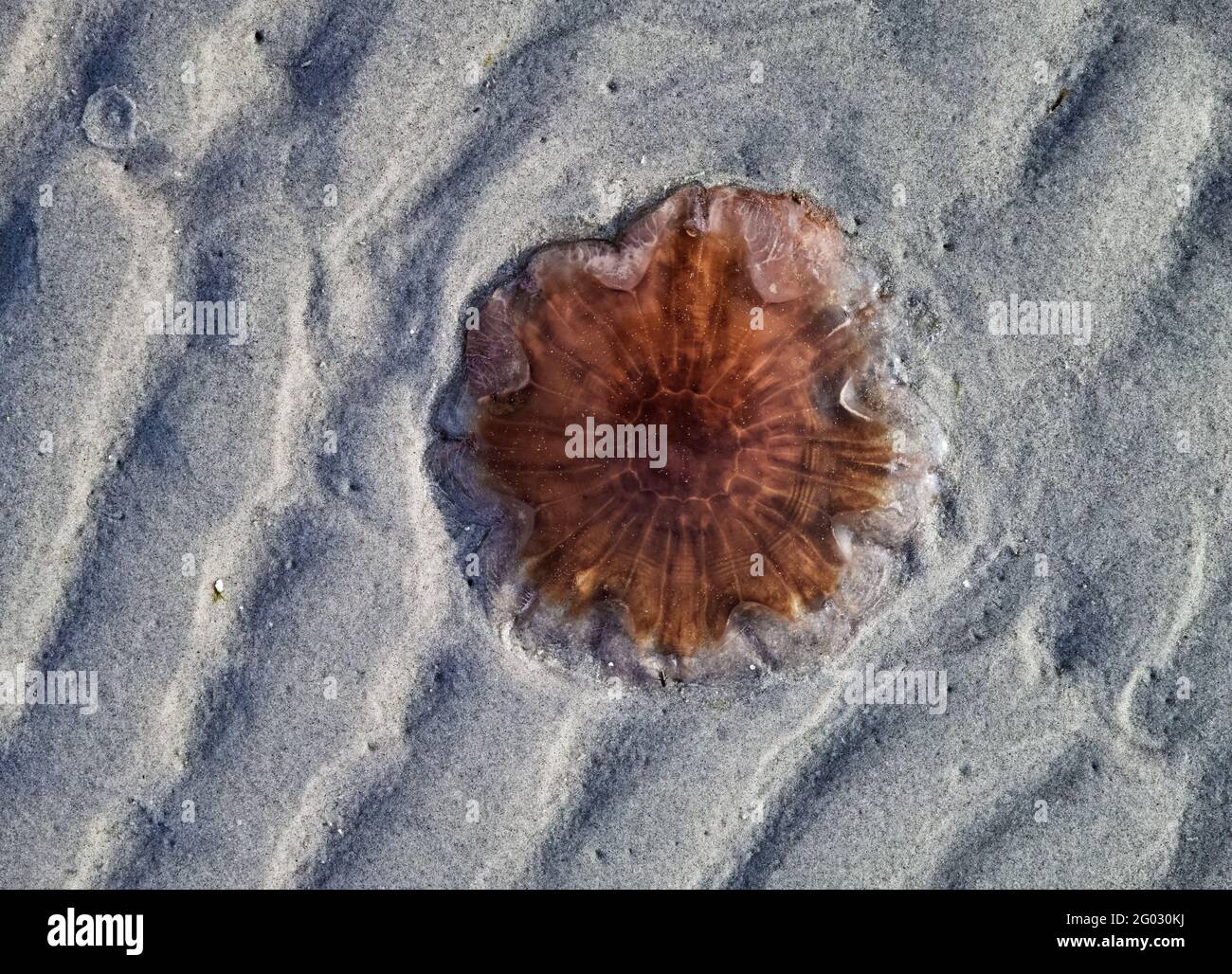 Una medusa incendiata sul Mar Baltico in Danimarca. Foto Stock
