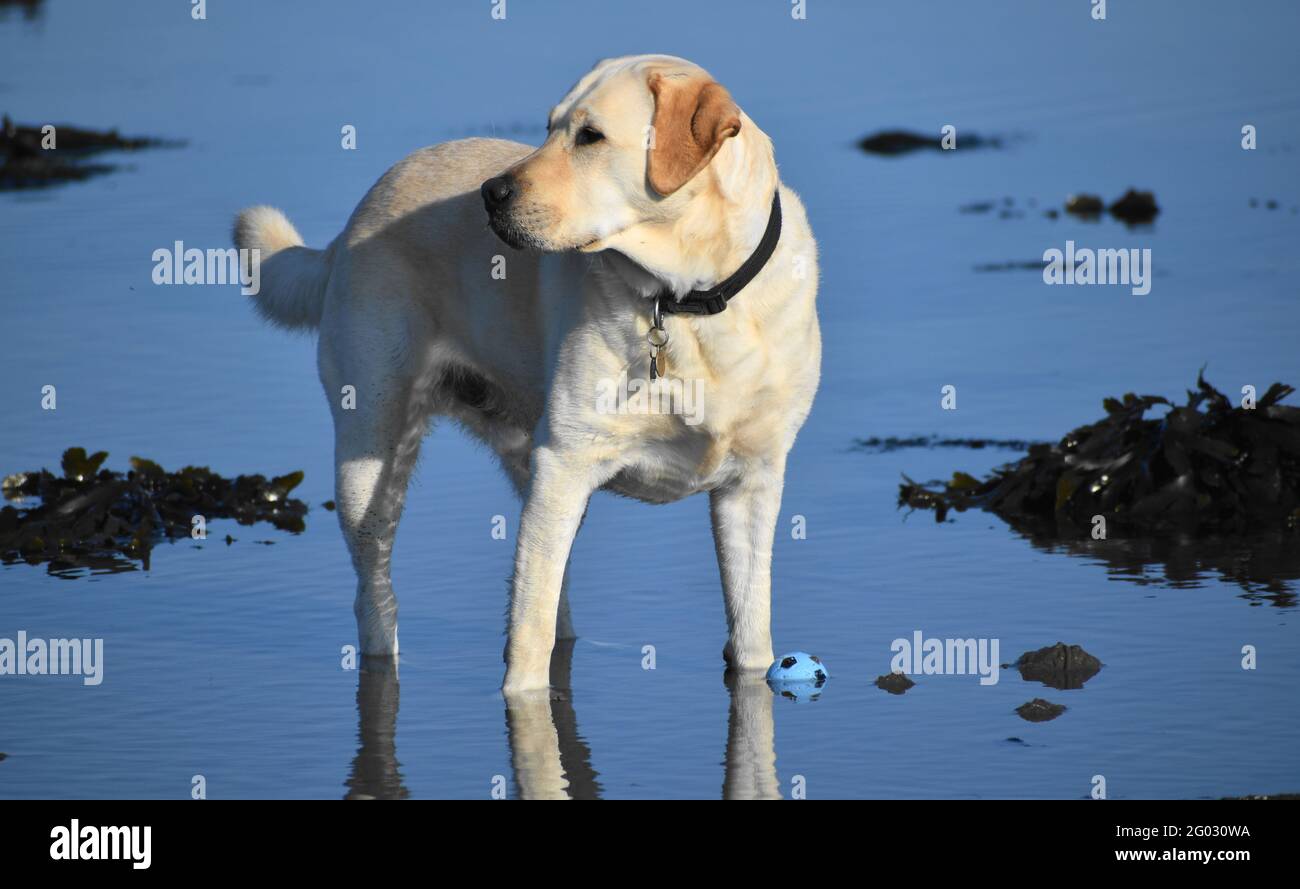 Bel labrador giallo in piedi in acque poco profonde in una giornata luminosa di sole. Foto Stock