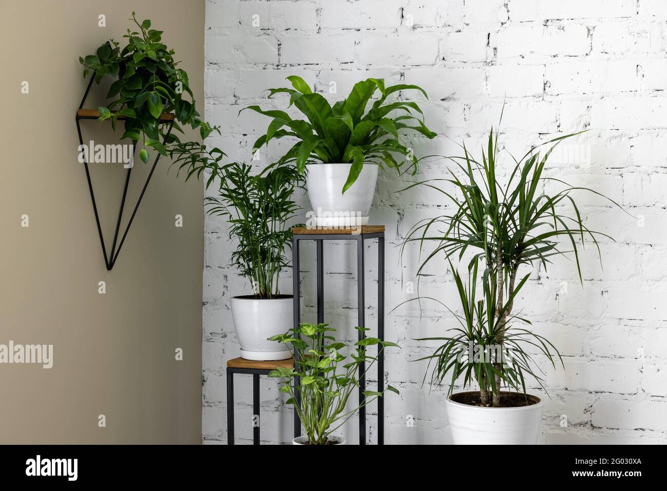 piante verdi di casa su stand da muro bianco di mattoni in soggiorno. aria purificante piante in casa Foto Stock