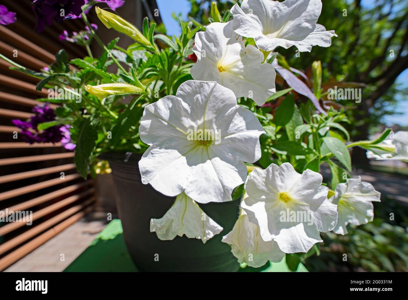 Primo piano, Macro delle Petunie in vaso, Fiori di Petunia Bianco in un giardino all'aperto vaso di fiori Foto Stock
