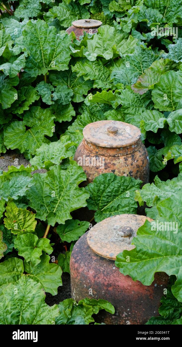Rabarbaro coltivato tradizionalmente con forcer in terracotta - John Gollop Foto Stock
