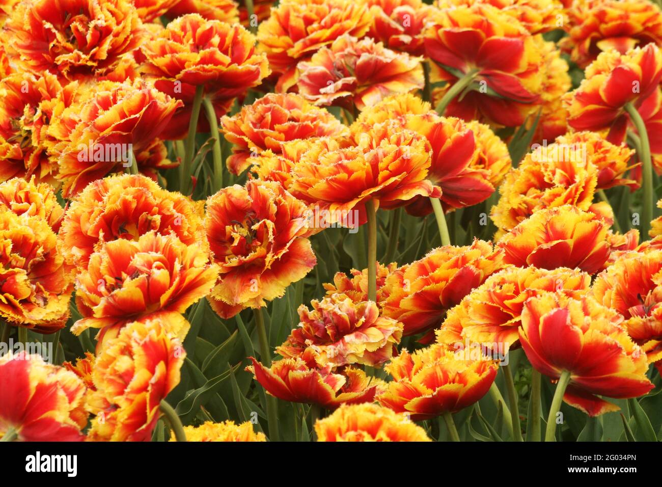 Primo piano di tulipani olandesi Pioneer con doppio frange in fiore Foto Stock