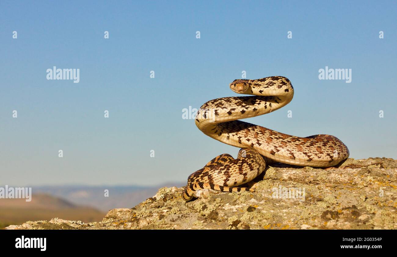 Bullsnake, una sottospecie del serpente di Gopher, avvolta in posizione difensiva Foto Stock