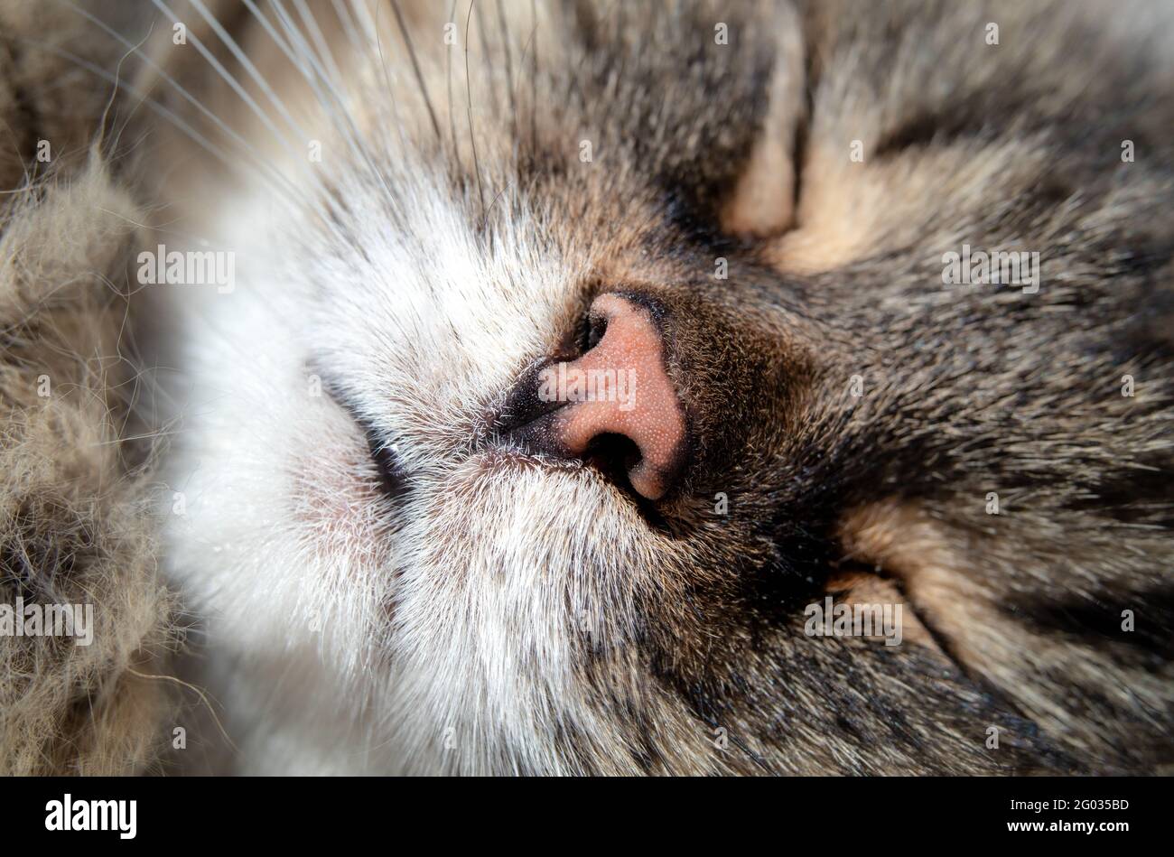 Il viso e il naso del gatto senior da vicino, dormendo tranquilli e distesi lateralmente al sole. 15 anni capelli lunghi femmina gatto tabby con gli occhi chiusi. Selez Foto Stock