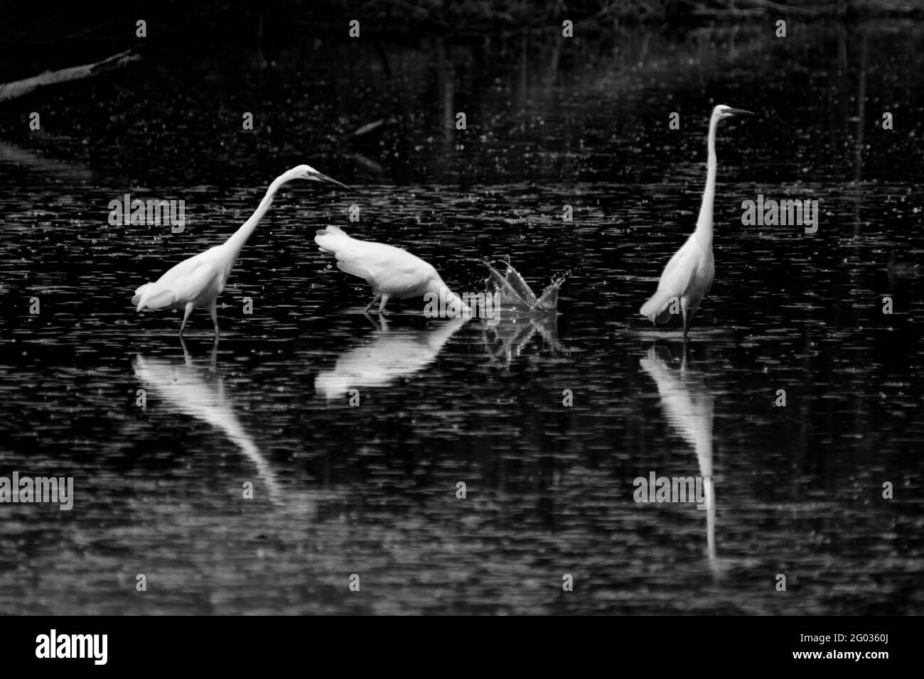 Heron Fishing - rappresentazione cronofotografica di un soggetto in movimento Foto Stock