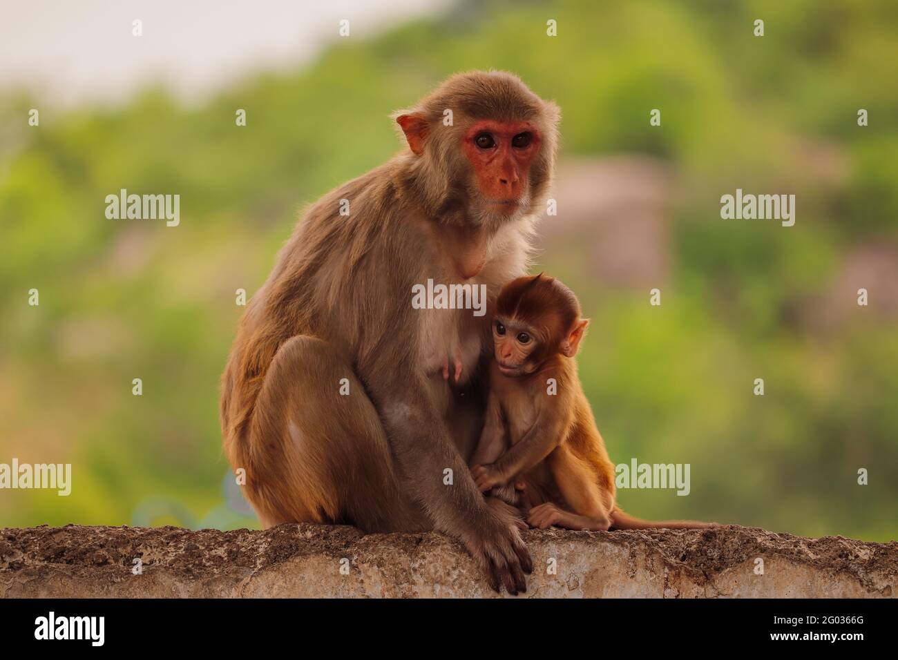 Scimmia madre seduta sul muro con la scimmia bambino Foto Stock