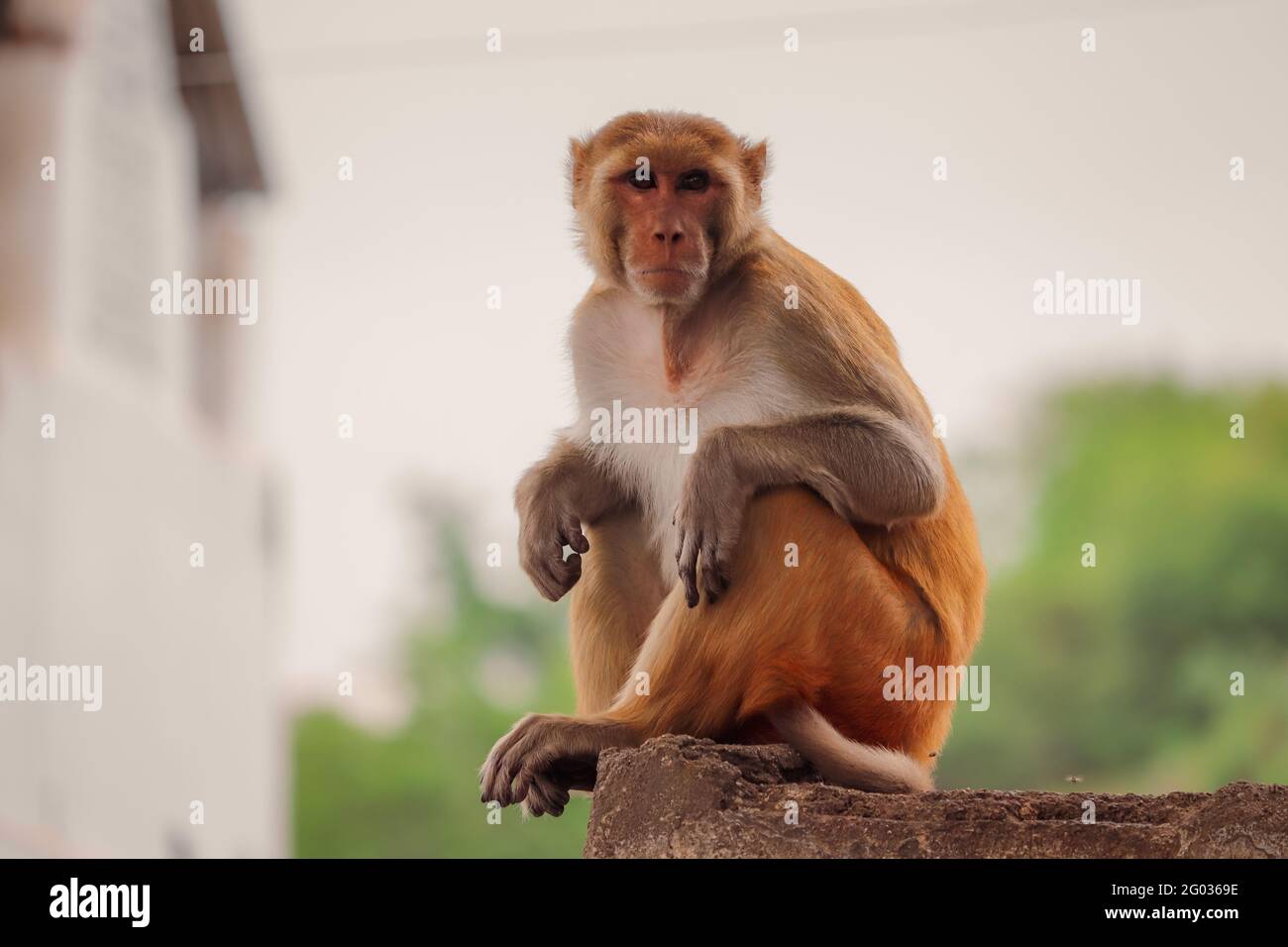 Scimmia seduta sul muro Foto Stock