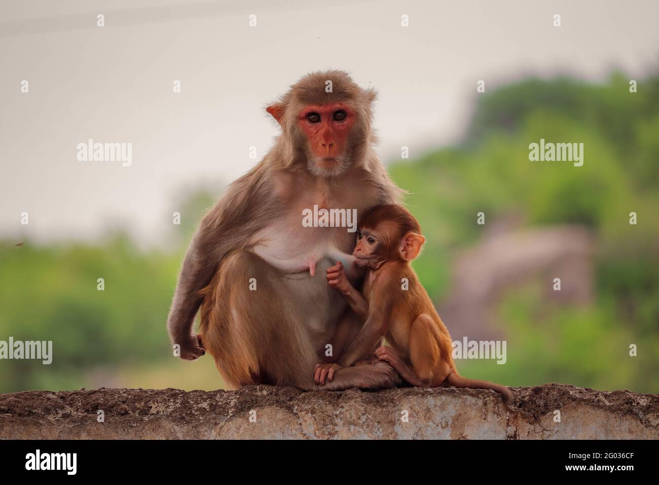 Scimmia madre seduta sul muro con la scimmia bambino Foto Stock