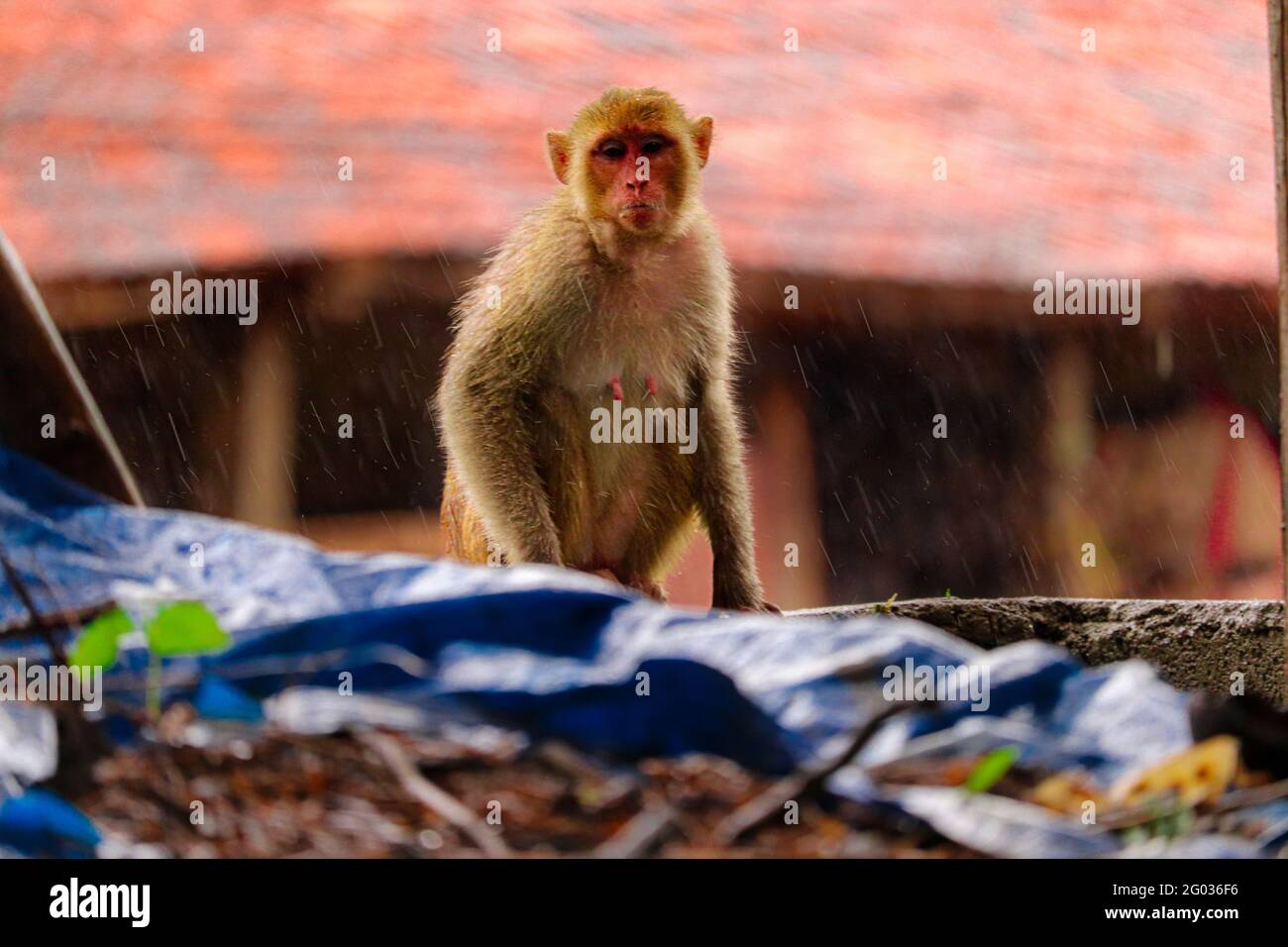 Scimmia seduta sul muro Foto Stock