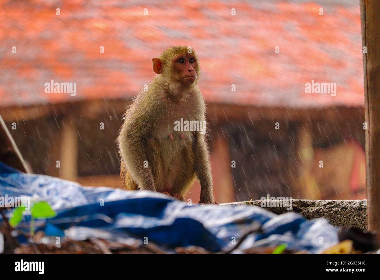 Scimmia seduta sul muro Foto Stock