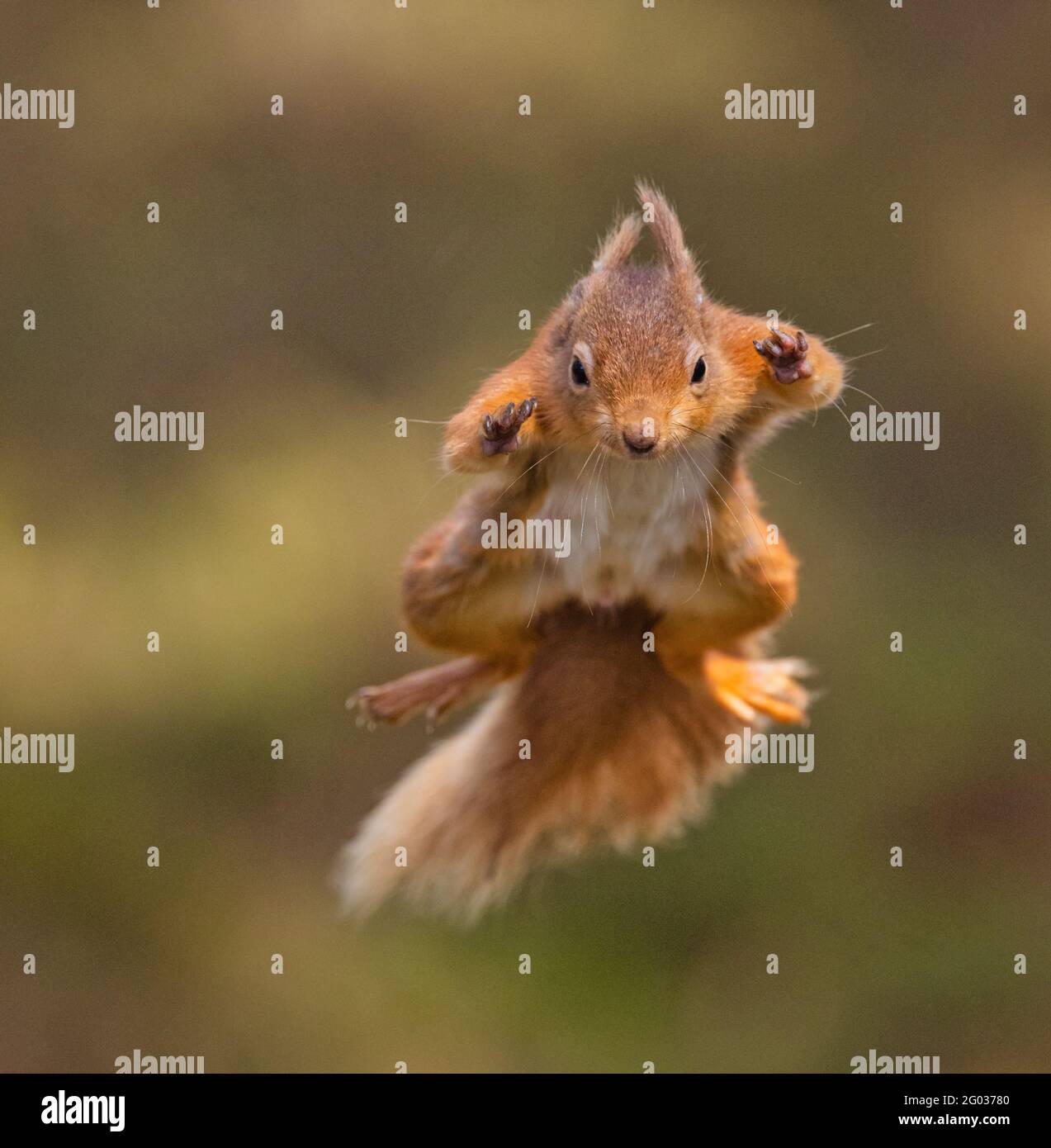 Red Squirrel nel suo habitat naturale in Scozia Foto Stock