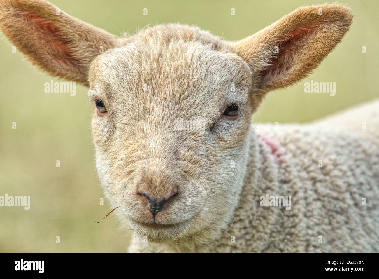 Primo piano ritratto dell'agnello. Co. Wexford. Irlanda Foto Stock