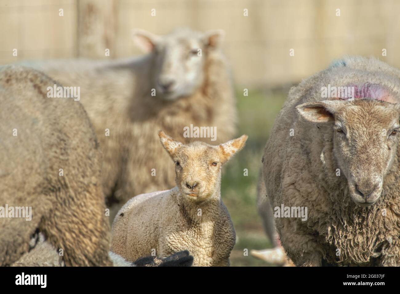 Primo piano ritratto dell'agnello circondato da pecore in un gregge. Co. Wexford. Irlanda Foto Stock