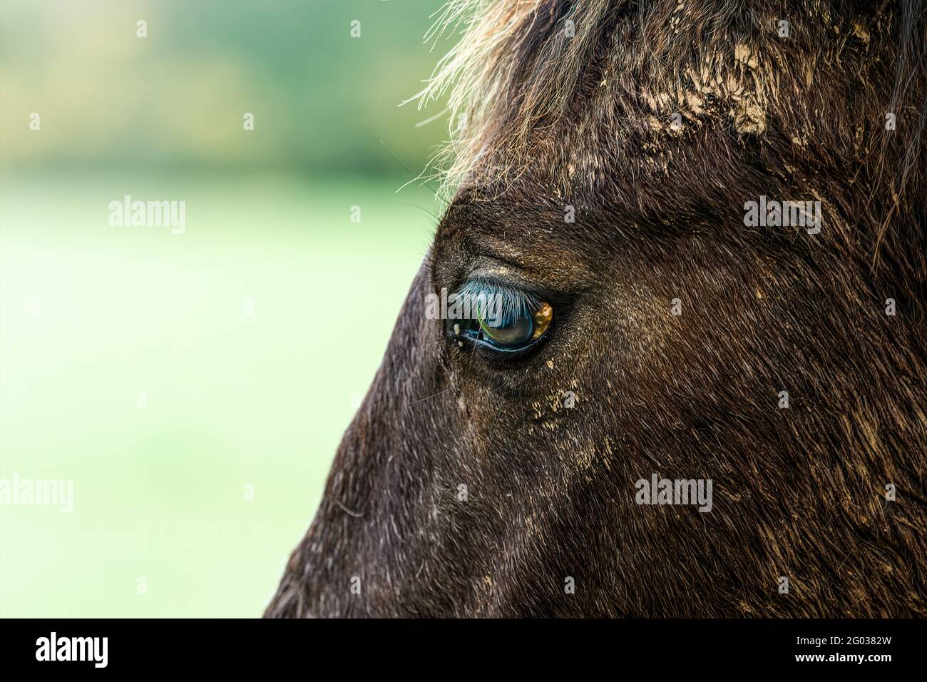 Primo piano di castagno cavallo occhio. Foto Stock