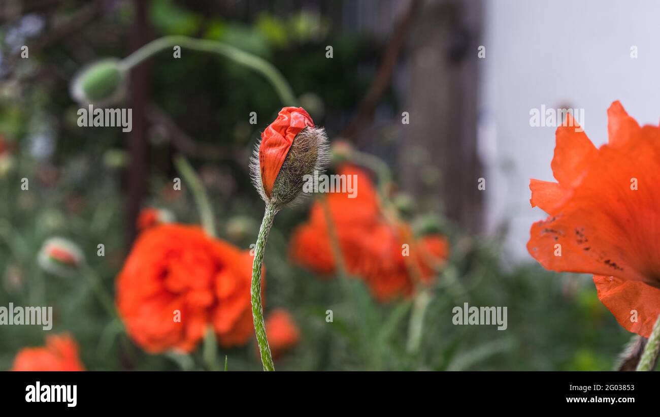 papavero rosso boccioli di fiori. Messa a fuoco selettiva. Sfondo sfocato. Bella bokeh. Papaveri nel terreno. Concetto di spazio di copia Foto Stock