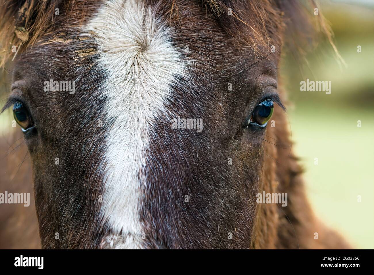Primo piano di castagno cavallo occhio. Foto Stock