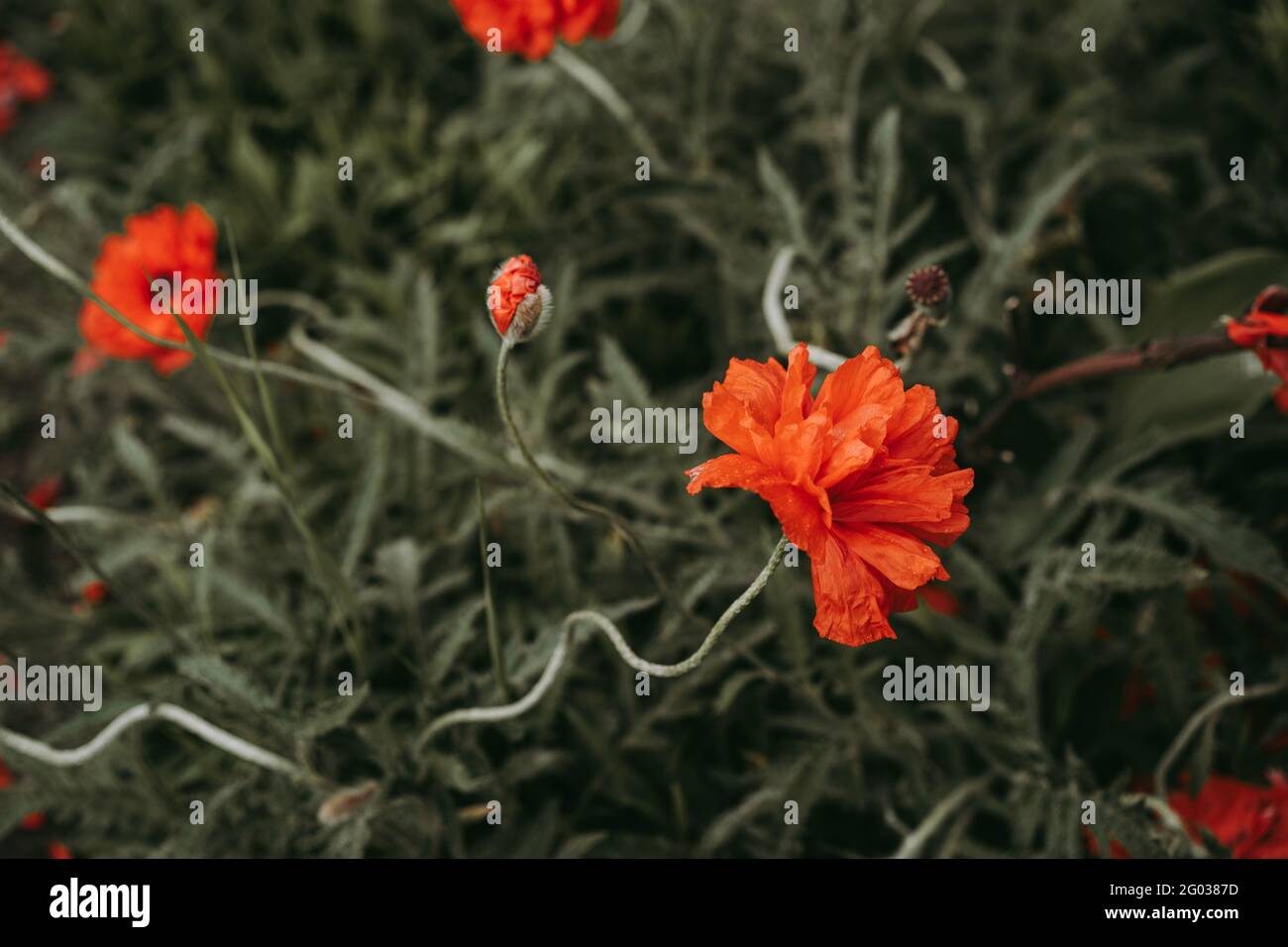 Bellissimi papaveri rossi e papille in giardino. Messa a fuoco selettiva. Fiori rossi nell'erba verde. Fiori di campagna Foto Stock