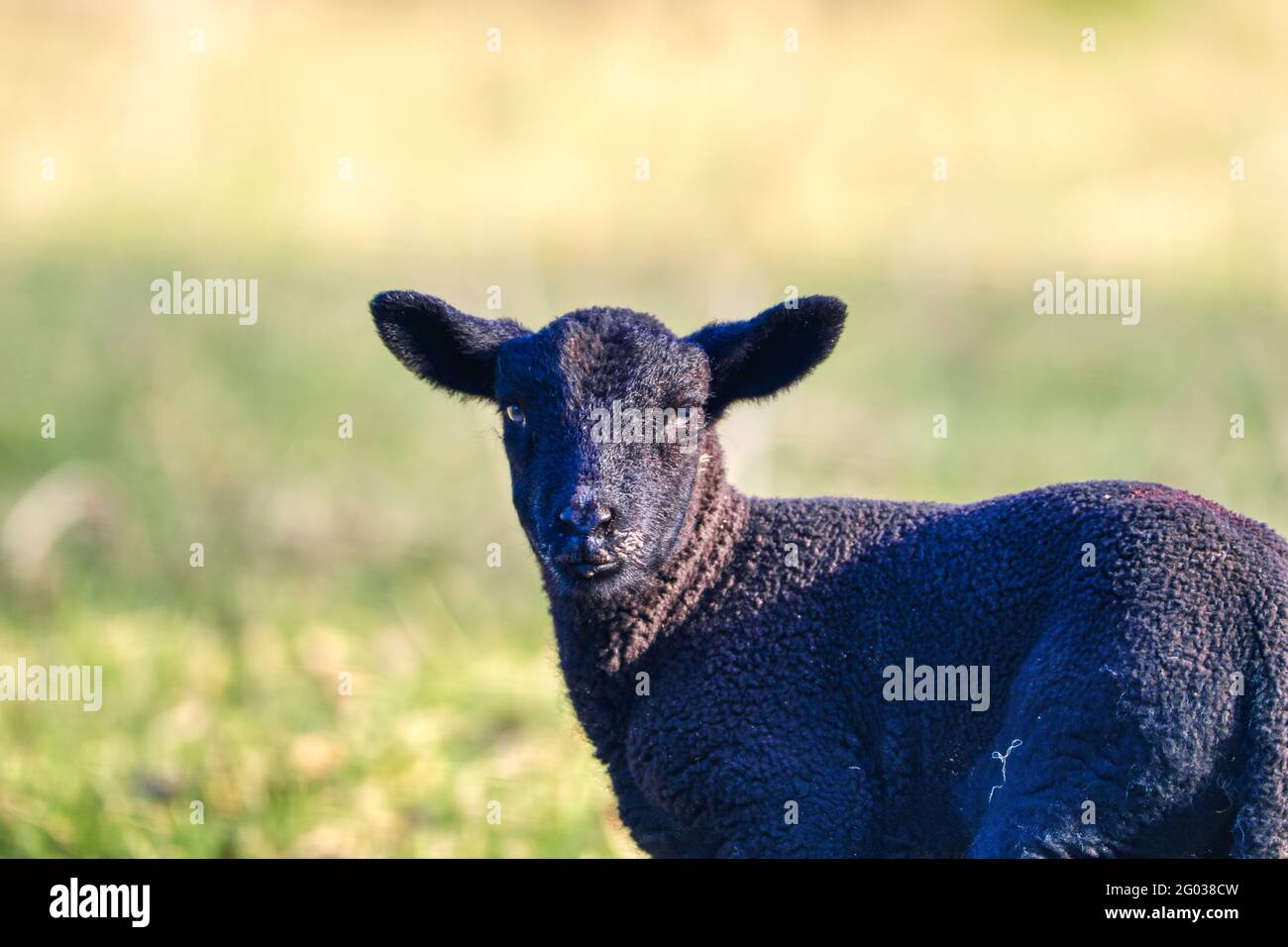 Primo piano ritratto dell'agnello nero. Co. Wexford. Irlanda Foto Stock