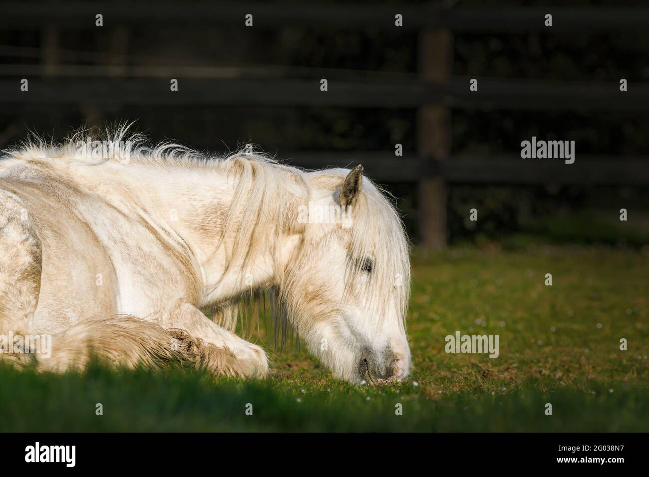 Dormire bellezza. Cavallo bianco che riposa al pascolo in primavera. Co. Wexford. Irlanda. Foto Stock