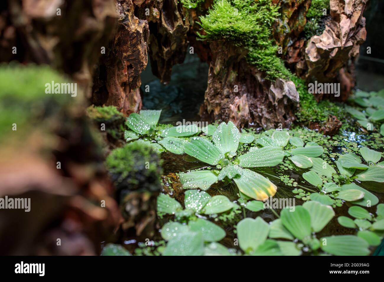 Pittia è un genere di piante acquatiche della famiglia degli Araceae. È l'unico genere della tribù Pistieae che riflette il suo isolamento sistematico Foto Stock