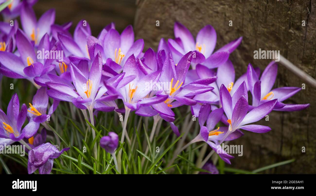 CROCUS Ligusticus fiorente in giardino in primavera Foto Stock